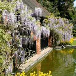 Wisteria Floribunda -Garden Supplies Sales 2024 pl0000001735 card5 lg