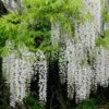 Wisteria Floribunda F. Alba 'Shiro-noda' 2 Wisteria Floribunda F. Alba 'Shiro-noda' -Garden Supplies Sales 2024 pl0000001736