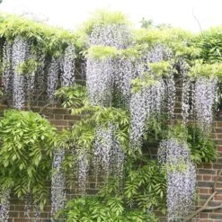 Wisteria Floribunda F. Alba 'Shiro-noda' -Garden Supplies Sales 2024 pl0000001736 card2 lg