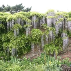 Wisteria Floribunda F. Alba 'Shiro-noda' -Garden Supplies Sales 2024 pl0000001736 card3 lg