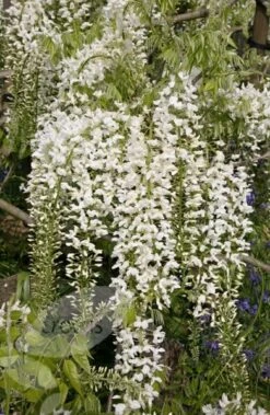 Wisteria Floribunda F. Alba 'Shiro-noda' -Garden Supplies Sales 2024 pl0000001736 card4 lg