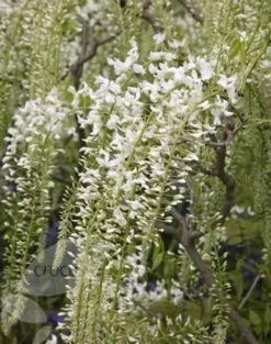 Wisteria Floribunda F. Alba 'Shiro-noda' -Garden Supplies Sales 2024 pl0000001736 card5 lg