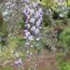 Wisteria × Valderi 'Burford' -Garden Supplies Sales 2024 pl0000001738
