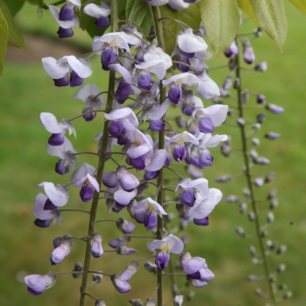 Wisteria × Valderi 'Burford' 4 Wisteria × Valderi 'Burford' - Image 2