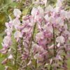 Wisteria Floribunda F. Rosea 'Hon-beni' 1 Wisteria Floribunda F. Rosea 'Hon-beni' -Garden Supplies Sales 2024 pl0000001742