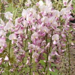 Wisteria Floribunda F. Rosea 'Hon-beni' -Garden Supplies Sales 2024 pl0000001742 card2 lg