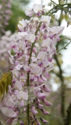 Wisteria Floribunda F. Rosea 'Hon-beni' -Garden Supplies Sales 2024 pl0000001742 card4 lg