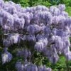 Wisteria Sinensis 'Prolific' -Garden Supplies Sales 2024 pl0000001754
