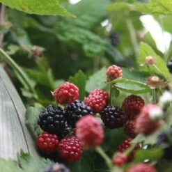 Blackberry 'Oregon Thornless' -Garden Supplies Sales 2024 pl0000001886 card3 lg