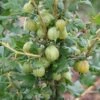 Gooseberry 'Invicta' -Garden Supplies Sales 2024 pl0000001906