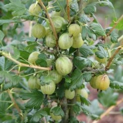 Gooseberry 'Invicta'