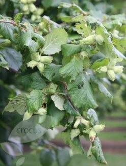 Cobnut 'Kentish Cob' -Garden Supplies Sales 2024 pl0000001927 card3 lg