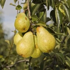 Pear 'Williams' Bon Chrétien'