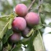 Plum 'Marjorie's Seedling' -Garden Supplies Sales 2024 pl0000001943