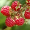 Raspberry 'Glen Ample' (PBR) -Garden Supplies Sales 2024 pl0000001952