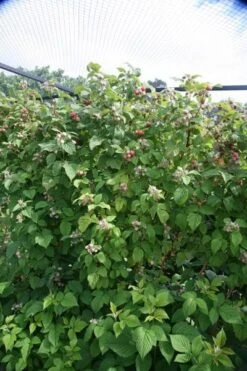 Raspberry 'Glen Ample' (PBR) -Garden Supplies Sales 2024 pl0000001952 card2 lg