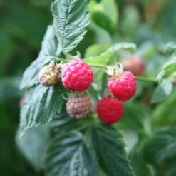 Raspberry 'Glen Ample' (PBR) -Garden Supplies Sales 2024 pl0000001952 card3 lg