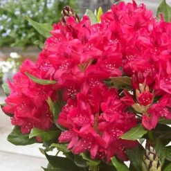 Rhododendron 'Nova Zembla' -Garden Supplies Sales 2024 pl0000002242 card3 lg