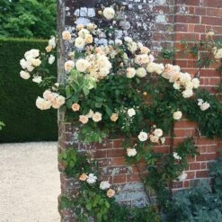 Rosa 'Buff Beauty' -Garden Supplies Sales 2024 pl0000002335 card3 lg