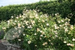 Rosa 'Buff Beauty' -Garden Supplies Sales 2024 pl0000002335 card4 lg