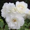 Rosa Iceberg ('Korbin') -Garden Supplies Sales 2024 pl0000002375