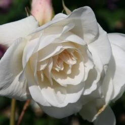 Rosa Iceberg ('Korbin') -Garden Supplies Sales 2024 pl0000002375 card3 lg