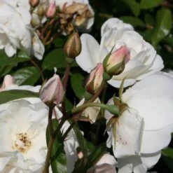 Rosa Iceberg ('Korbin') -Garden Supplies Sales 2024 pl0000002375 card5 lg