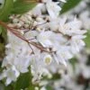 Deutzia Gracilis 'Nikko' -Garden Supplies Sales 2024 pl0000003753