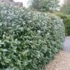 Elaeagnus × Submacrophylla -Garden Supplies Sales 2024 pl0000003772