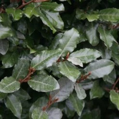 Elaeagnus × Submacrophylla -Garden Supplies Sales 2024 pl0000003772 card3 lg