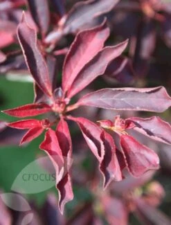 Enkianthus Campanulatus 11 Enkianthus Campanulatus -Garden Supplies Sales 2024 pl0000003778 card4 lg