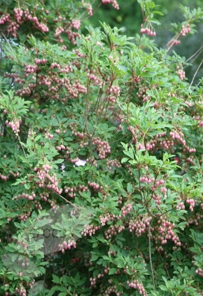 Enkianthus Campanulatus 8 Enkianthus Campanulatus - Image 6