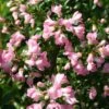 Escallonia 'Apple Blossom' -Garden Supplies Sales 2024 pl0000003789