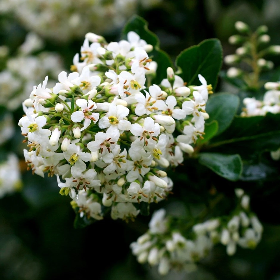 Escallonia 'Iveyi' 3 Escallonia 'Iveyi'