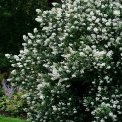 Escallonia 'Iveyi' 5 Escallonia 'Iveyi' -Garden Supplies Sales 2024 pl0000003796 card2 lg