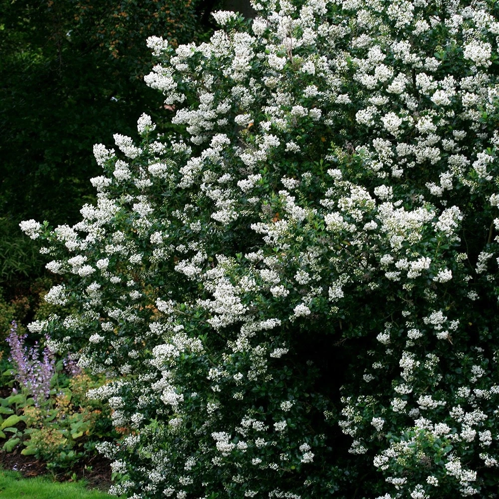 Escallonia 'Iveyi' 4 Escallonia 'Iveyi' - Image 2