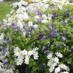 Exochorda × Macrantha 'The Bride' -Garden Supplies Sales 2024 pl0000003839 card3 lg