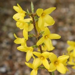 Forsythia × Intermedia 'Lynwood Variety'