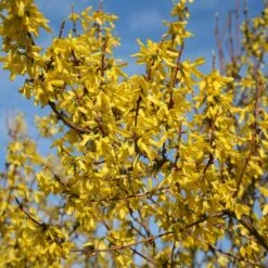 Forsythia × Intermedia 'Lynwood Variety' -Garden Supplies Sales 2024 pl0000003849 card3 lg