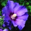 Hibiscus Syriacus 'Oiseau Bleu' -Garden Supplies Sales 2024 pl0000003943