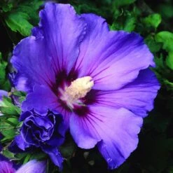 Hibiscus Syriacus 'Oiseau Bleu'