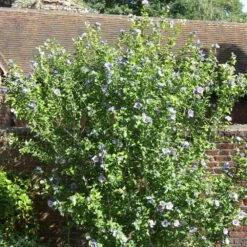 Hibiscus Syriacus 'Oiseau Bleu' -Garden Supplies Sales 2024 pl0000003943 card3 lg