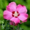 Hibiscus Syriacus 'Woodbridge' -Garden Supplies Sales 2024 pl0000003955