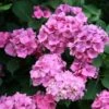 Hydrangea Macrophylla 'Altona' -Garden Supplies Sales 2024 pl0000003976