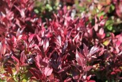 Leucothoe Scarletta ('Zeblid') -Garden Supplies Sales 2024 pl0000004081 card3 lg