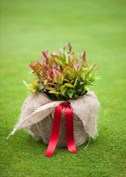 Leucothoe Scarletta ('Zeblid') -Garden Supplies Sales 2024 pl0000004081 card4 lg