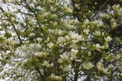 Magnolia 'Elizabeth' -Garden Supplies Sales 2024 pl0000004122 card2 lg
