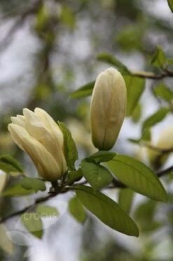 Magnolia 'Elizabeth' -Garden Supplies Sales 2024 pl0000004122 card3 lg