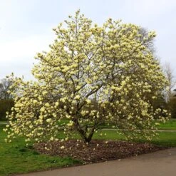 Magnolia 'Elizabeth' -Garden Supplies Sales 2024 pl0000004122 card5 lg