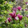 Magnolia Liliiflora 'Nigra' -Garden Supplies Sales 2024 pl0000004135